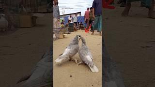 Pigeon Meting  || #shorts #pigeon #trending #bangladesh