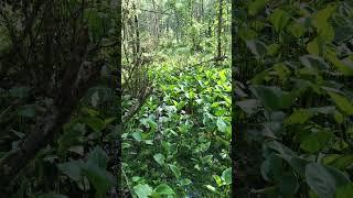 Верховое болото #shorts