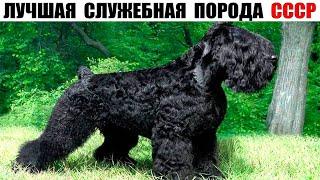 Собака Сталина – Русский черный терьер, лучшая служебная порода СССР!