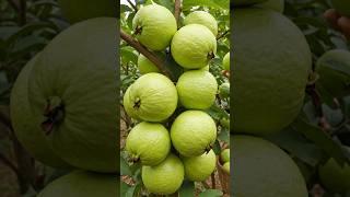 Grow Huge Guava Tree from Cuttings | Easy & Proven Method!
