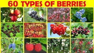 60 Different Kinds of Berries | Different Types of berries with picture & name | English Vocabulary