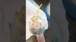 Hedgehog teletubbies  | Hedgehog edition  #Shorts