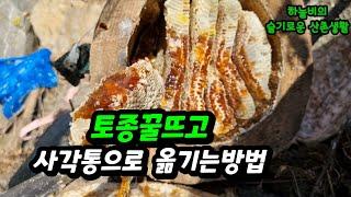 통나무 토종꿀 뜨기 사각통으로 옮기는방법