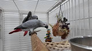 African Greys Foraging Through Dried Flowers for 1 Hour I Relaxation I Enrichment