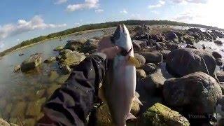 How to kill a fish after you catch it