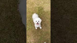 공놀이 좋아 강쥐 #강아지 #공놀이 #애견펜션