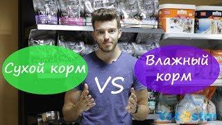 Сухой корм vs влажный корм. Какой корм выбрать кошке?