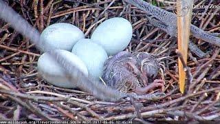 Trevor Zoo Herons - 2017, 1st Hatchling on South Nest