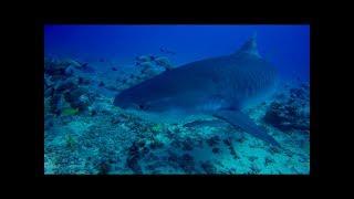 Tiger Shark White Valley (Tahiti) With Api Diving !