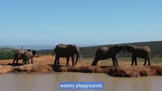 joyful water play:adorable Animals In Nature copy