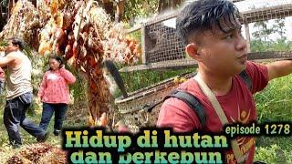 kerja sama mencari nafka di tengah perkebunan sawit warta petani muda hidup di hutan