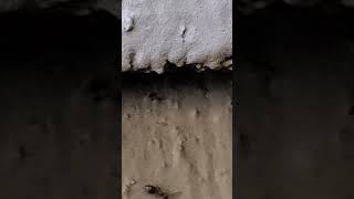 Pest Control: Extermination Exterminators small house sugar ants