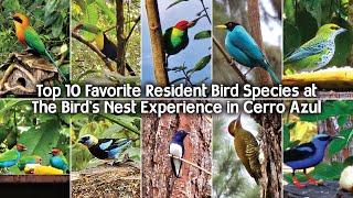 Top 10 Favorite Resident Bird Species at The Bird's Nest - in Cerro Azul, Panama