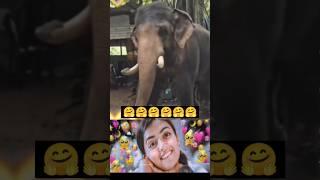 Elephant dance #shorts #trending #eliphant #animals #comedy #funny #comedyshorts #funnyshorts #cute