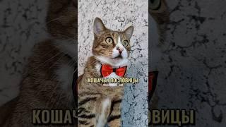КОШАЧЬИ ПОСЛОВИЦЫМЯУ #котики #животные