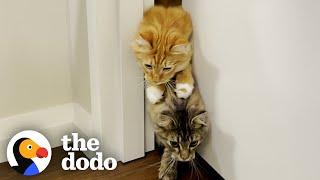 Cat Brothers Race Each Other To Their Food Bowls | The Dodo Cat Crazy