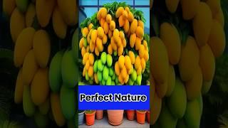 How to grow a mangoe plant from fruit  #shorts#growfruits