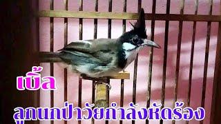 ลูกนกกรงหัวจุกวัยกำลังหัดร้องเพลง เปิดกระตุ้นนกฟัง นกคึกร้องตาม