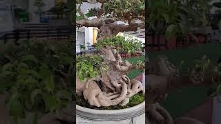 cây Sanh 60 tỷ chơi được