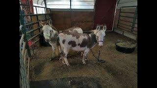 Donkey Grooming