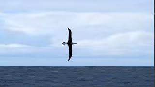 Dynamic Soaring The flight of the albatross