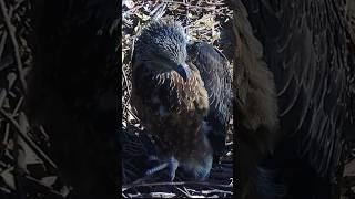 Little eaglet alone in nest #seaeagle #birds #eagle #nature #wildlife #eaglets #birdslover