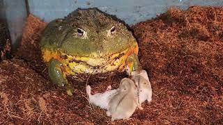 Pixie Frog Eats Bites Sized Hamsters