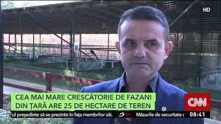 Cea mai mare crescătorie de fazani din ţară - 25 de hectare de teren