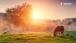 Cantari pentru suflet - Colaj cantari crestine