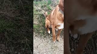 Hayvan Severler Burada mı ? Are Animal Lovers Here? #shorts #köpek