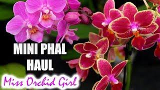 Mini Phalaenopsis Orchid haul - I could have 100 of these!