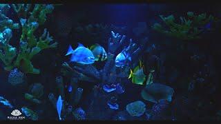 Coral Reef AQUARIUM with Beautiful Fish  Underwater Ambience  10 Hour Sleep Sound