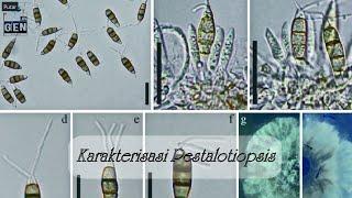Pestalotiopsis - spora morfologi