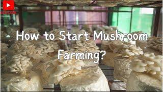 How to Start Mushroom Business in the Philippines. A Beginner’s Guide!