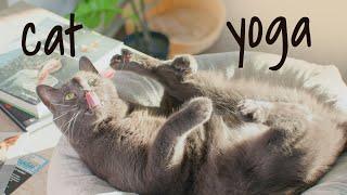 Cat Masters in Yoga