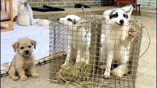 A kind person rescued two foxes  and asked me to take them in. 