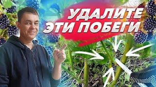 УДАЛИТЕ ЭТИ ПОБЕГИ НА ЕЖЕВИКЕ И БУДЕТ МНОГО КРУПНОЙ ЯГОДЫ / ВЫРАЩИВАНИЕ ЕЖЕВИКИ НА ДАЧЕ