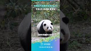 世运在即乒乓球运动员#林高远 为成都世运会打call！今年8月，相约成都共赴世运：熊猫萌翻、火锅辣爽、赛事燃爆#pingpong 【欢迎订阅咪咕体育 MIGU Sports频道】
