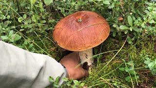 FORAGING MUSHROOMS! KING BOLETE!!! CHANTERELLES!!! SHEEP POLYPORE!!! Finland.