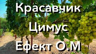 Красавчик, Цимус, Ефект О.М