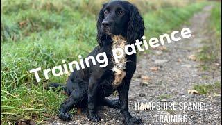 Be patient with your spaniel