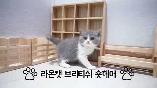 라온캣 고양이분양 브리티쉬숏헤어