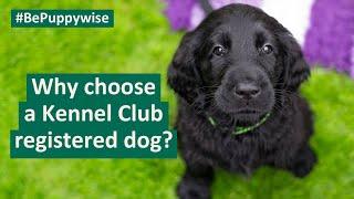 Why choose a Kennel Club registered dog?