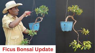 Ficus Bonsai Full Cascade Update/ Pruning and Rewiring