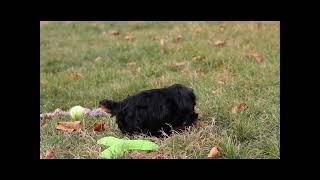 Meet Beckett the Yorkiepoo Puppy!