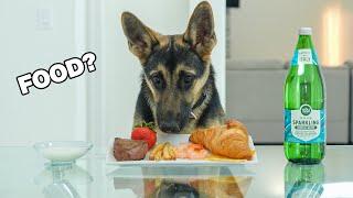 German Shepherd Loves Food - Dog ASMR