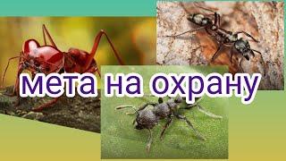 the ants underground kingdom мета на охрану , топ отряд на охрану , лучшие спец муравьи на охрану.