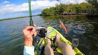 Indian River Island Fishing w/ Lures and Live Bait - Smorgasbord Catch!