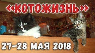 КОТОЖИЗНЬ!  27-28 мая 2018