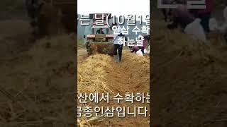 인삼 수확 Ginseng harvest